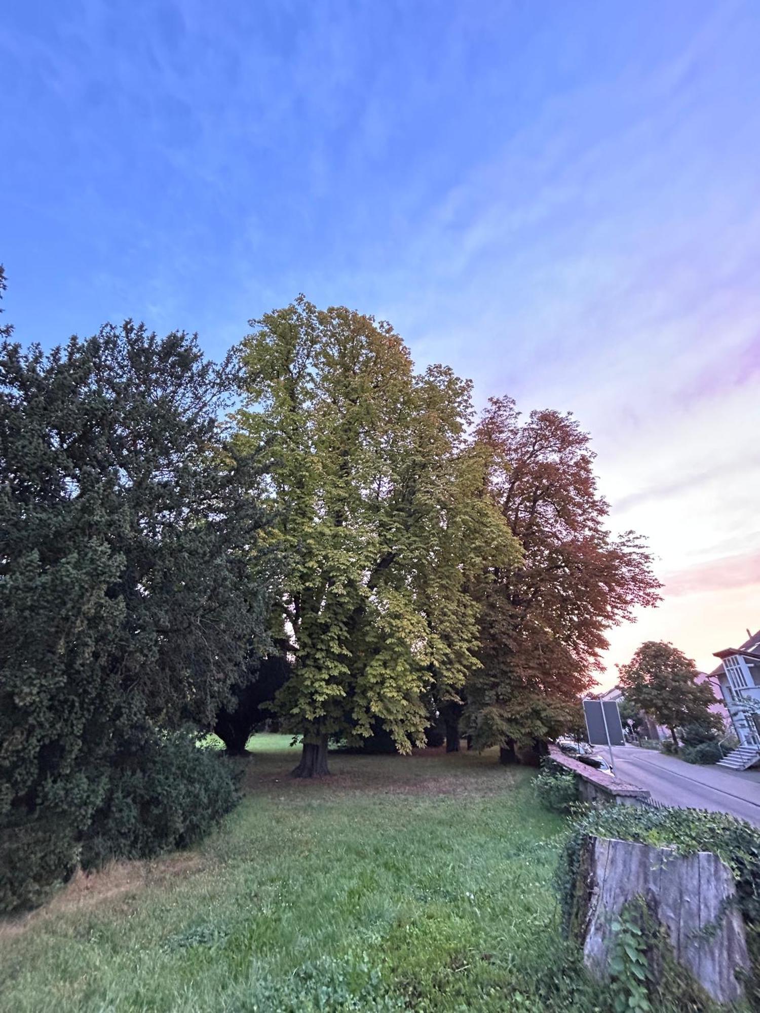 Hotel Tillmanns Eltville am Rhein Dış mekan fotoğraf